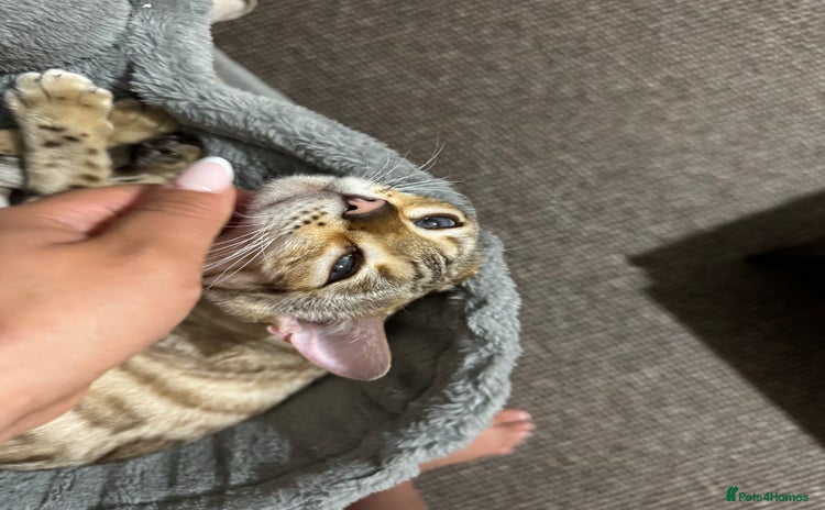 Bengal cats - Advert 4