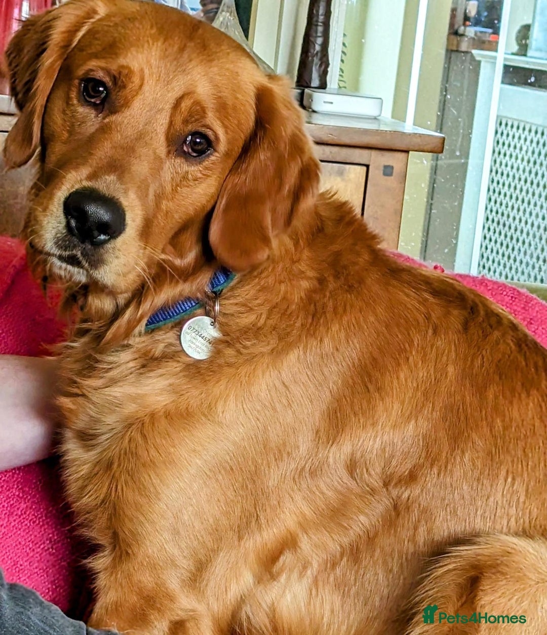 Golden Retriever dogs for sale: Gentle and loving Golden Retriever puppiess  - Image 22