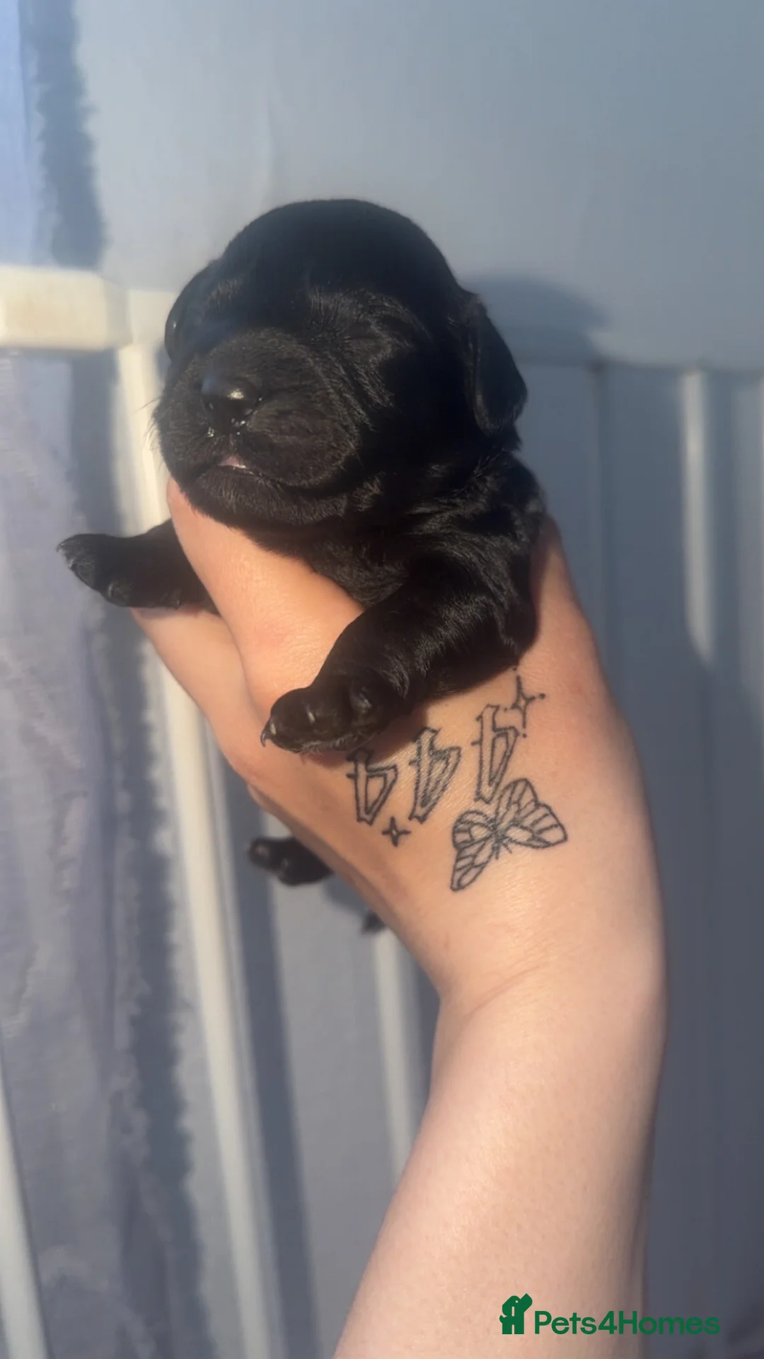 Cockapoo dogs for sale: Cockapoo puppies  - Advert 2