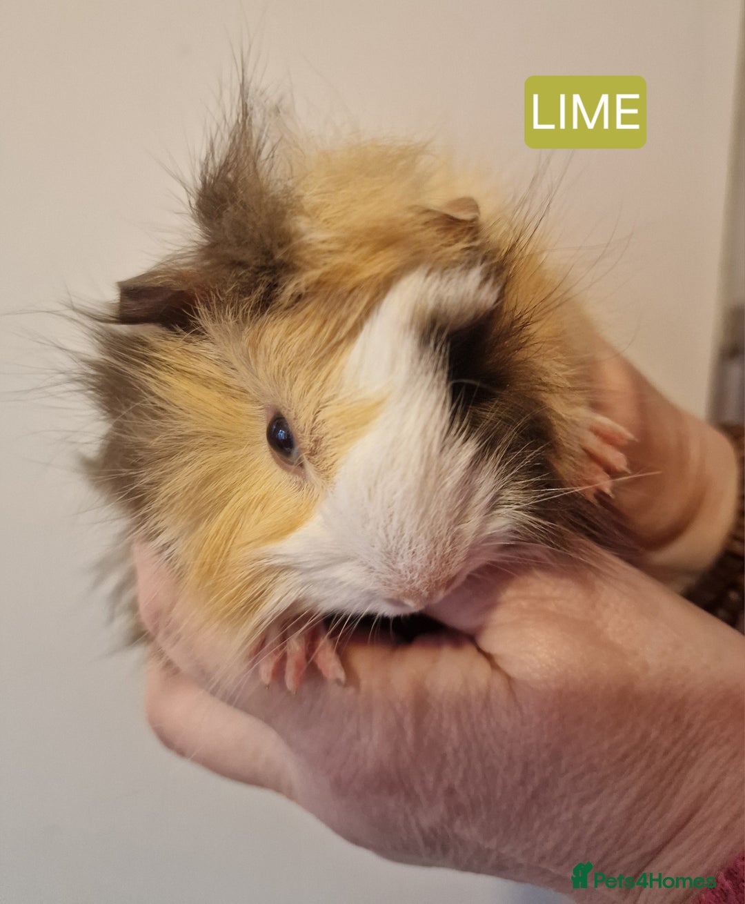 Guinea Pig rodents for sale: Female guinea pigs  - Advert 8