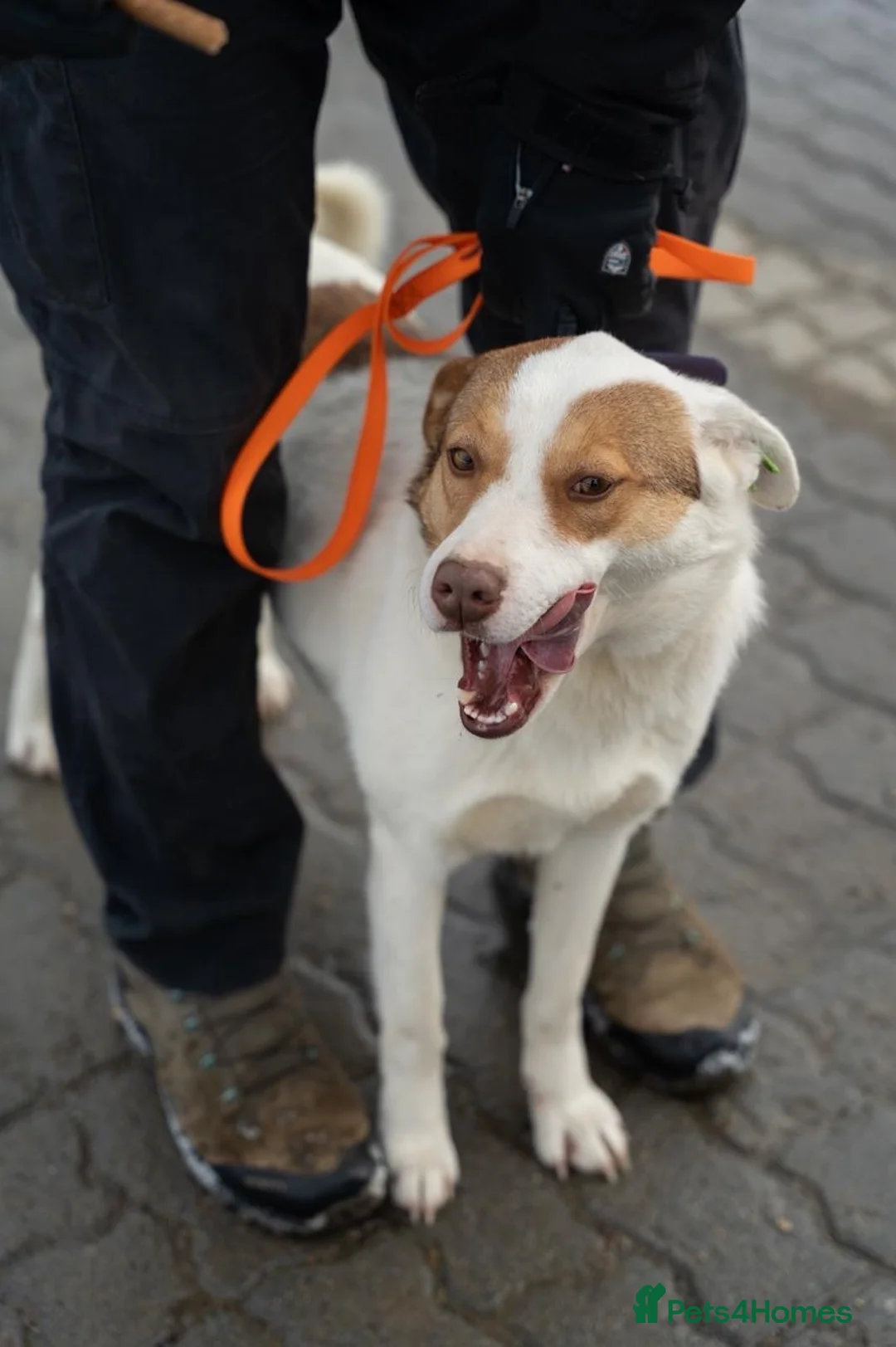 Mixed Breed dogs for adoption: ❤️🐶 LILA – A CHEERFUL HEART ON FOUR PAWS 🐶❤️ in Burton-on-Trent - Advert 14