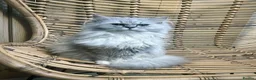 Ragdoll cats for sale: Ragdoll x Persian Cat 12 month old Female Martha  - Advert 1