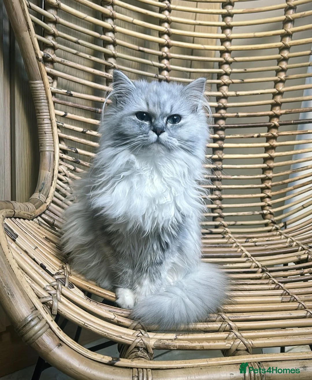 Ragdoll cats for sale: Ragdoll x Persian Cat 12 month old Female Martha  - Advert 1