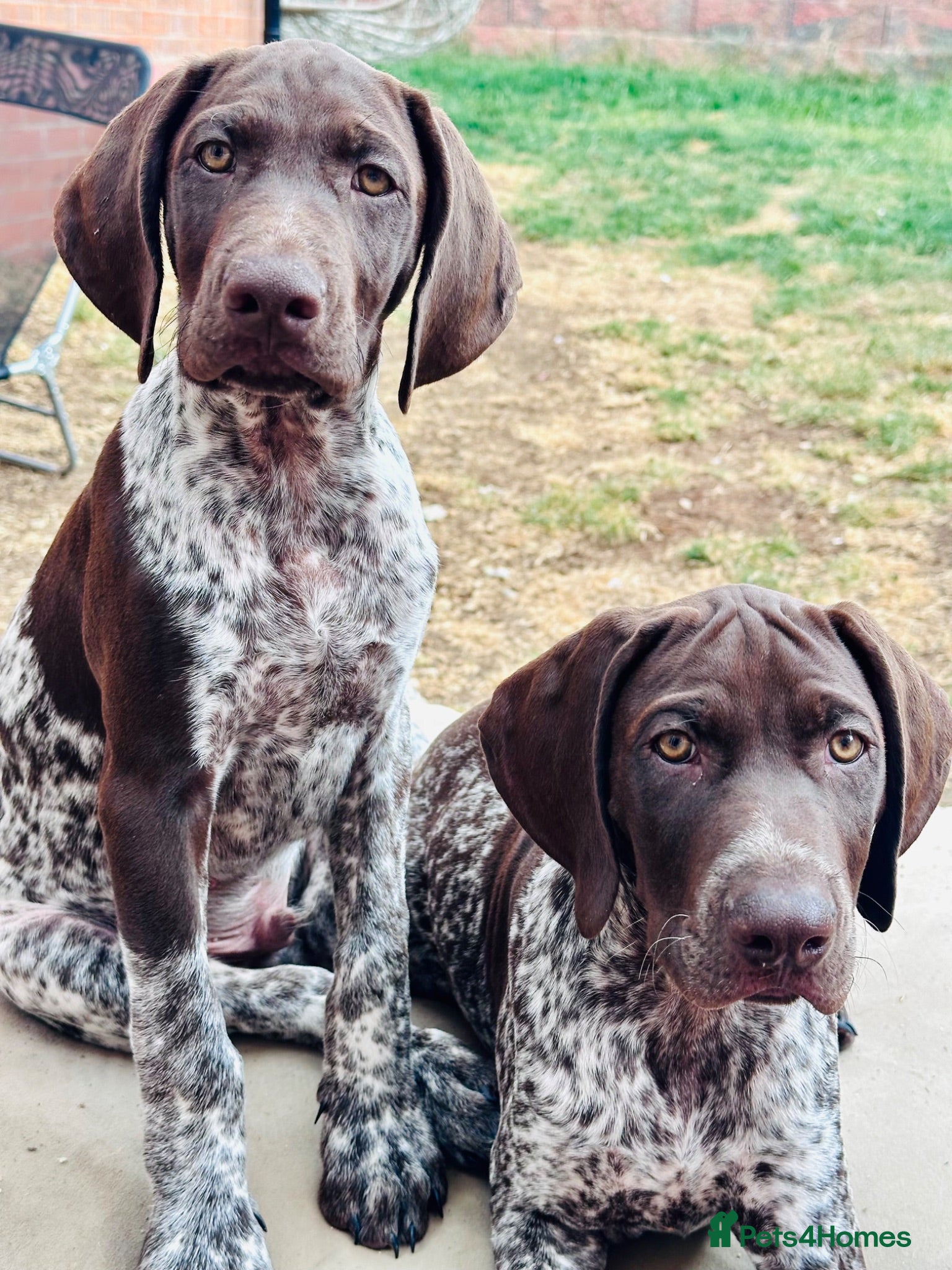 German Shorthaired Pointer dogs KC GSP boys ready for their forever homes ❤️ - Advert 1