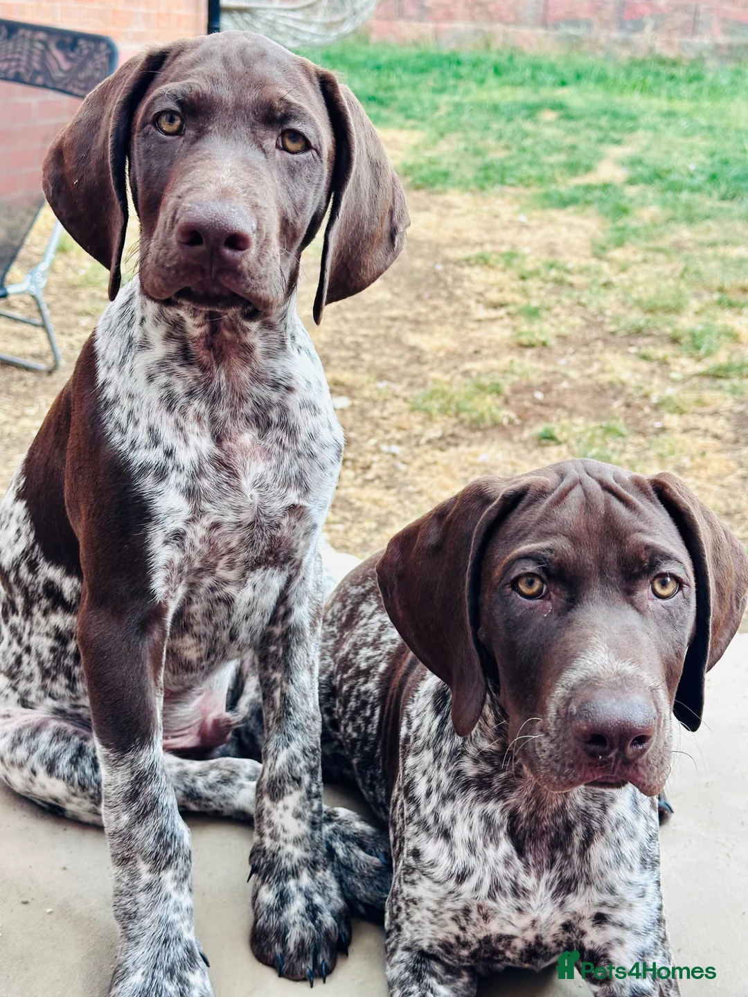 German Shorthaired Pointer dogs for sale: KC GSP boys ready for their forever homes ❤️ - Advert 1
