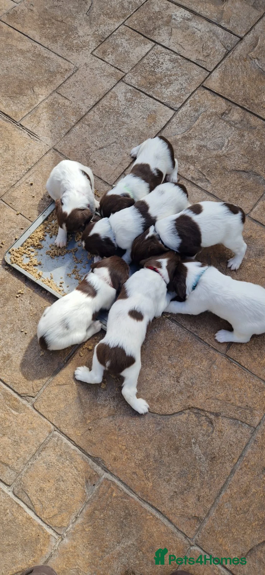 English Springer Spaniel dogs for sale: 1 boy and 1 bitch springer spaniel pups in Birkenhead - Advert 2