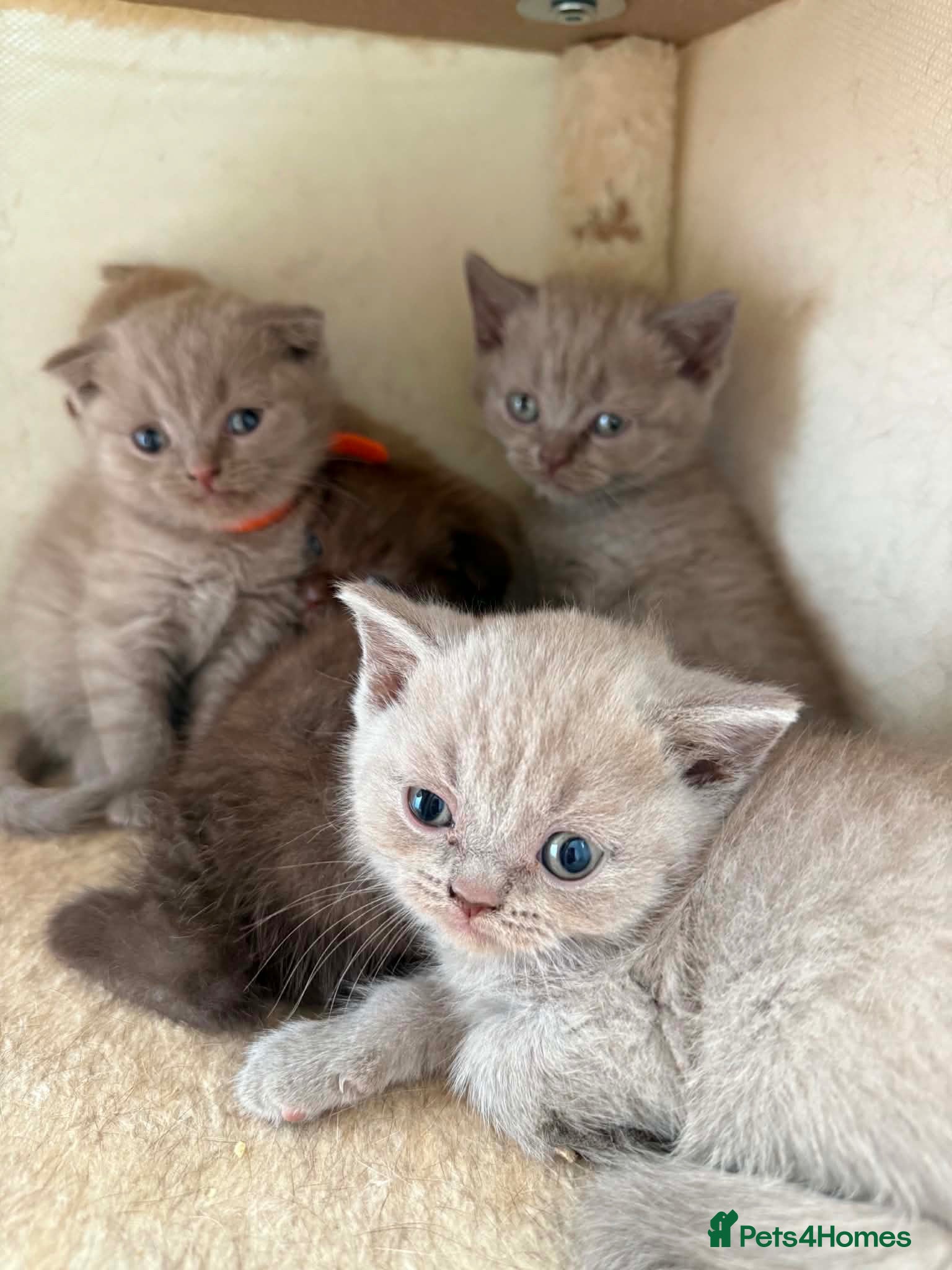 Scottish Fold cats 😻Scottish fold chocolate and lilac kittens😻 - Advert 1