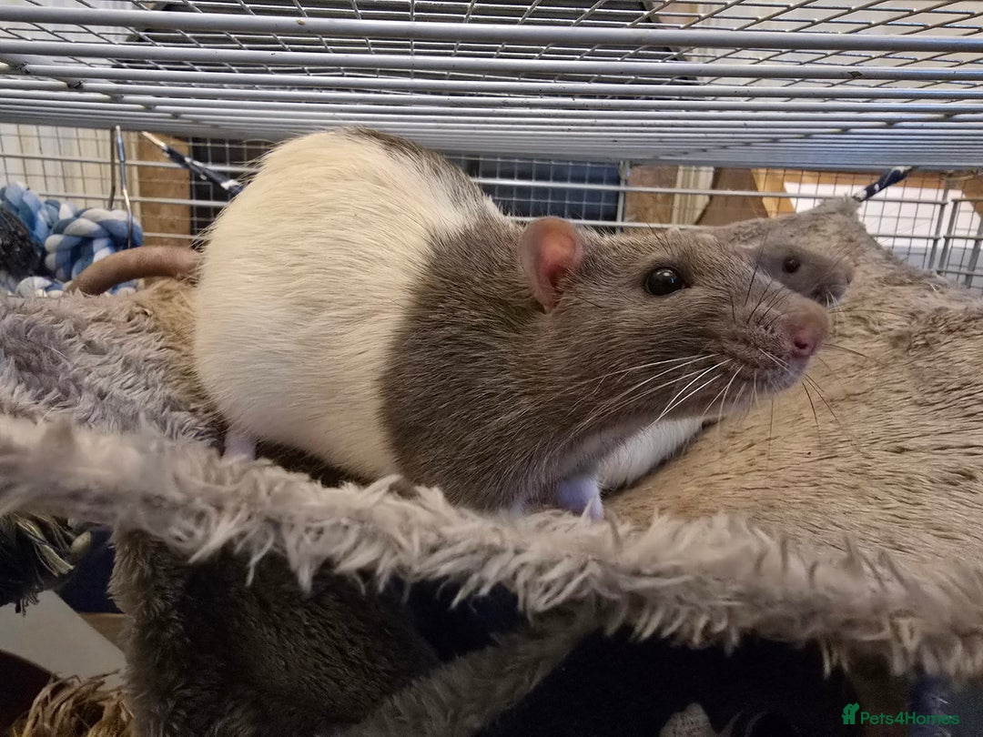 Rat rodents for sale: 2 male rats seeking a caring home - Image 3