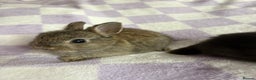 Netherland Dwarf rabbits for sale: 3 agouti netherland dwarf girls left  - Advert 5