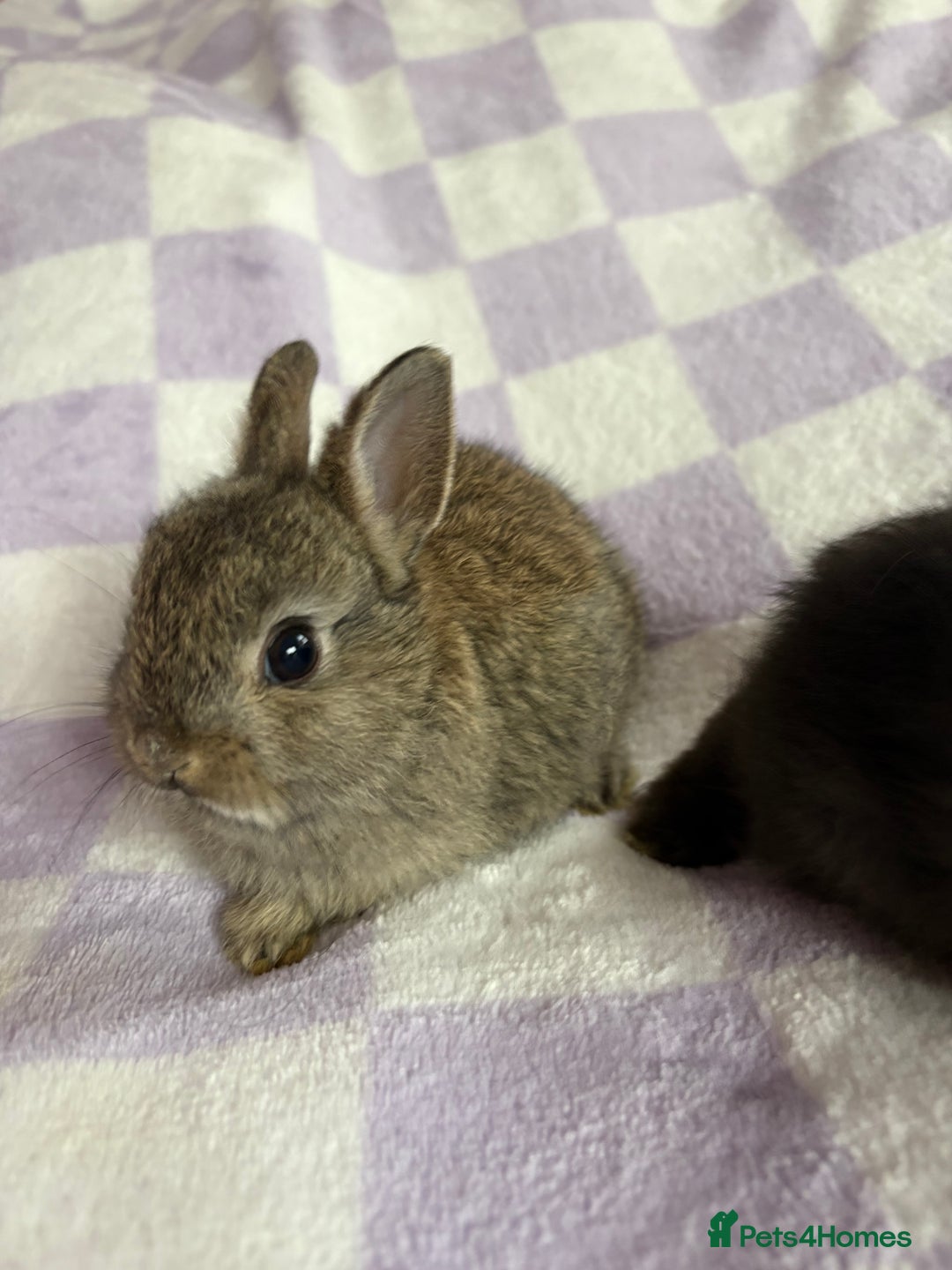 Netherland Dwarf rabbits for sale: 3 agouti netherland dwarf girls left  - Advert 5