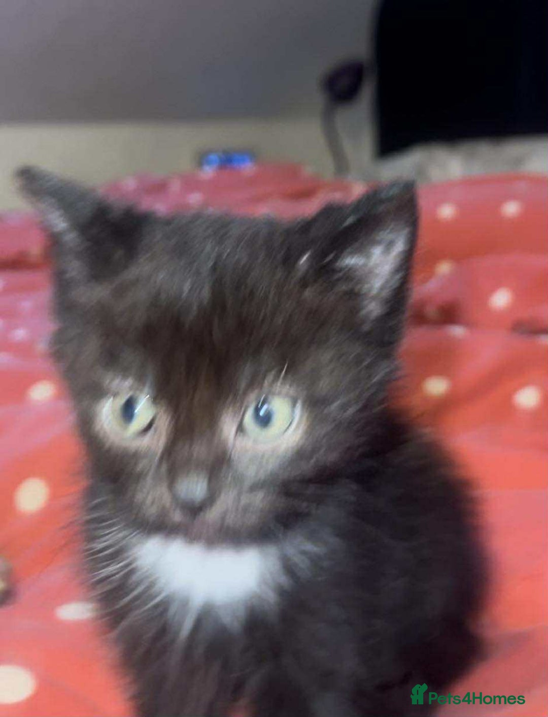 Mixed Breed cats for sale: Cute kittens used to dogs - Advert 4