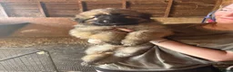 German Shepherd dogs for sale: Beautiful litter of healthy German shepherd pups - Advert 13
