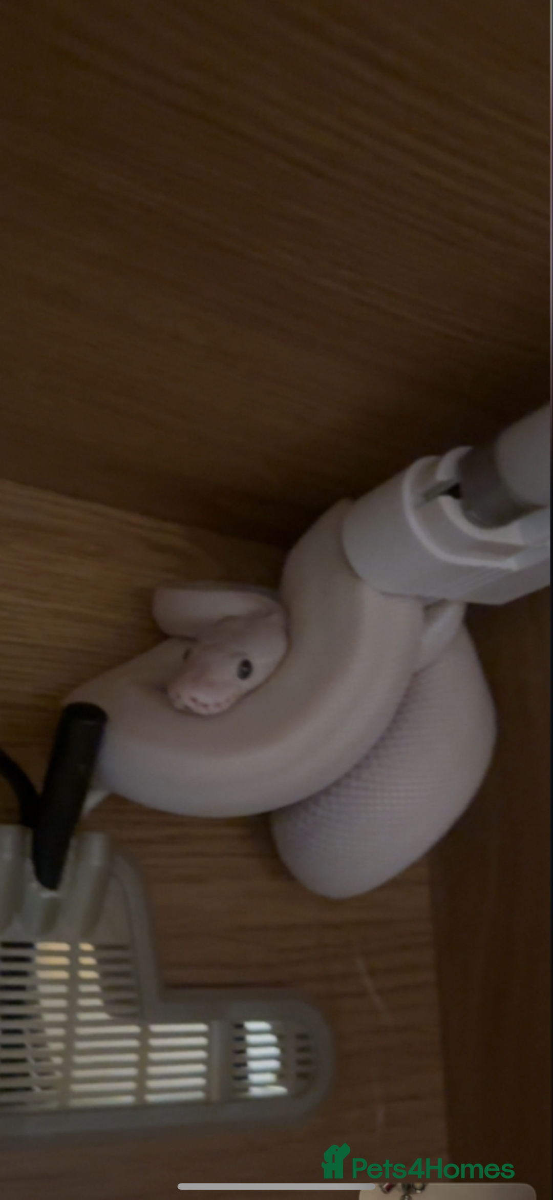 Python Snake reptiles for sale: Boy ball python  - Advert 2