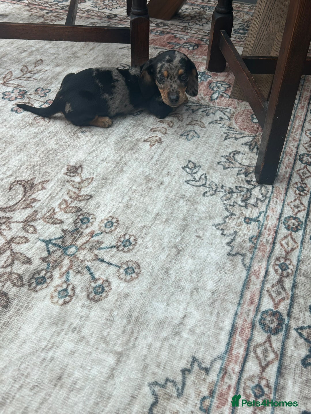 Miniature Dachshund dogs for sale: Miniature dachshund puppy’s  - Advert 19