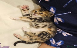 Mixed Breed cats for sale: Female mixed breed kitten - Image 1