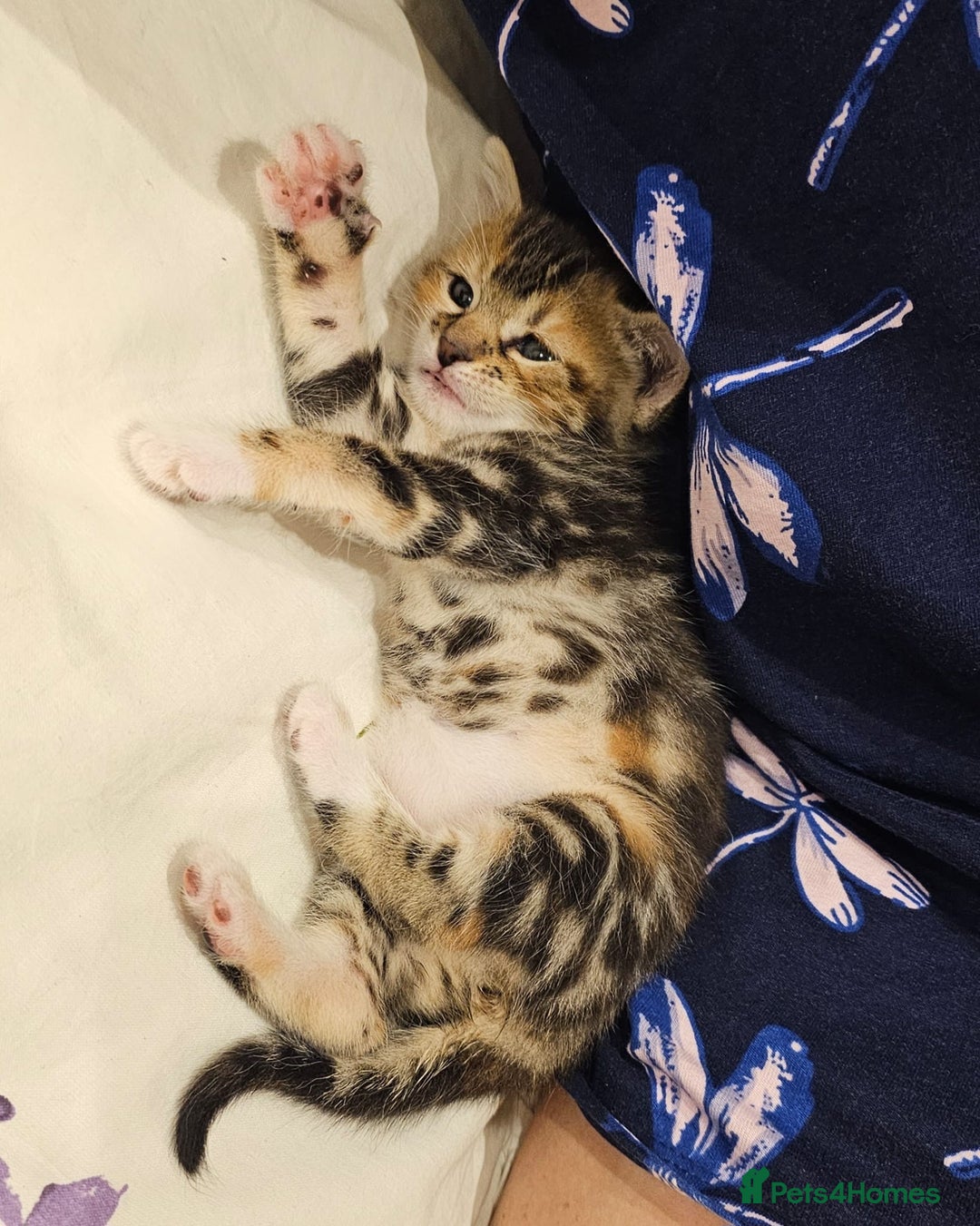 Mixed Breed cats for sale: Female mixed breed kitten - Image 1
