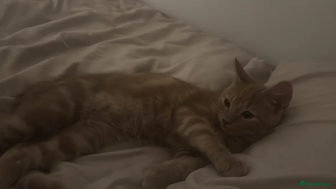 Mixed Breed cats for sale: Kitten  in Leeds - Advert 12