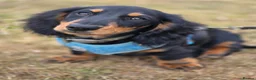 Miniature Dachshund dogs for sale: Miniature long haired black and tanned dachshund  - Advert 2