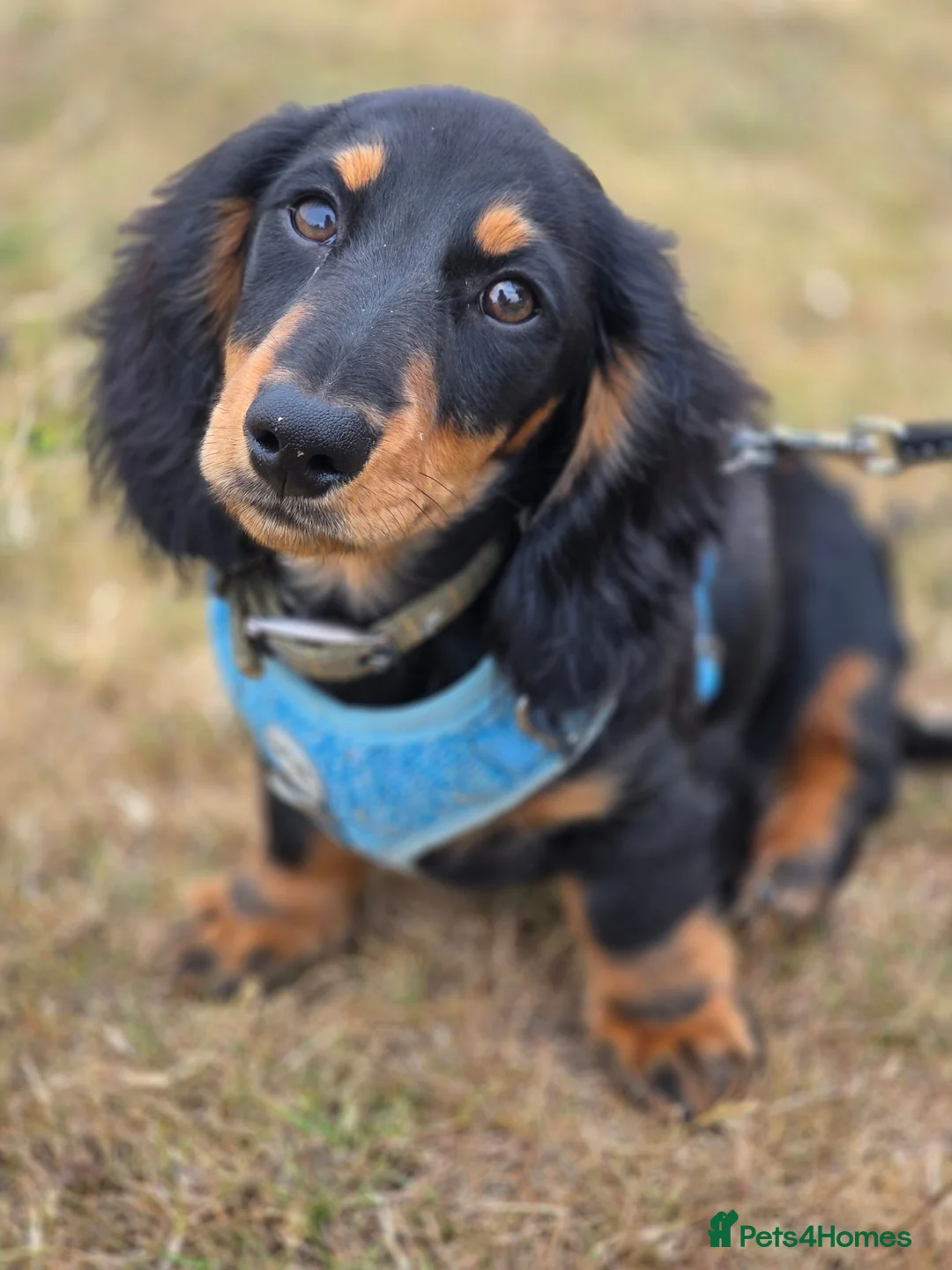 Miniature Dachshund dogs for sale: Miniature long haired black and tanned dachshund  - Advert 2