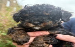 Cavapoo dogs for sale: 2 adorable male Cavapoo Puppies ! 🐾 - Image 14