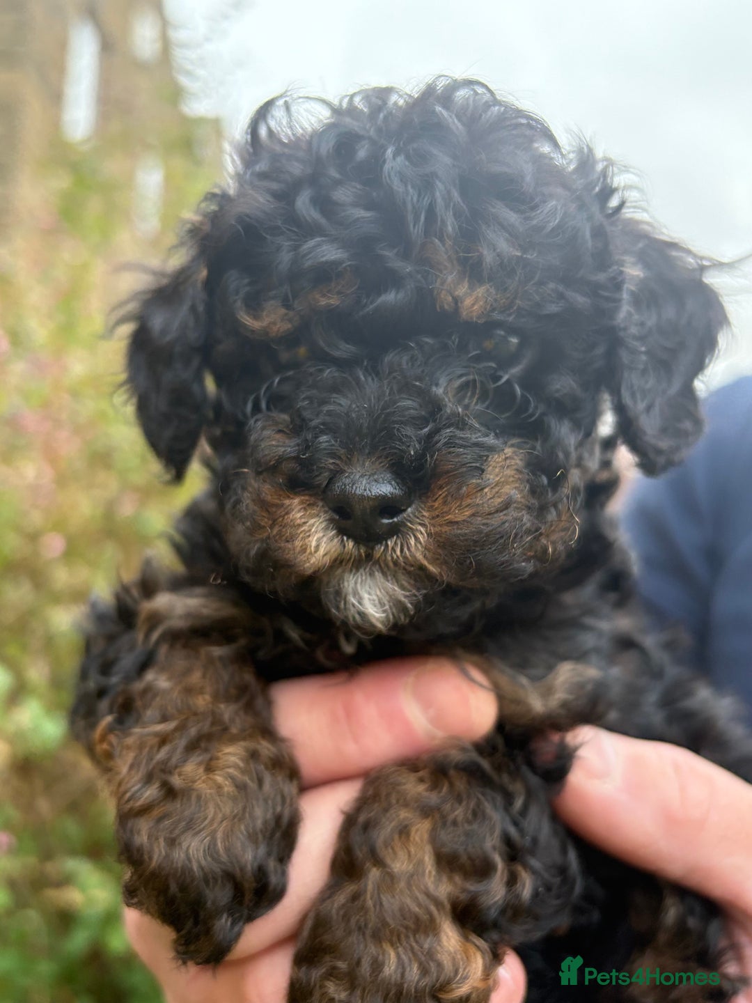 Cavapoo dogs for sale: 2 adorable male Cavapoo Puppies ! 🐾 - Image 14