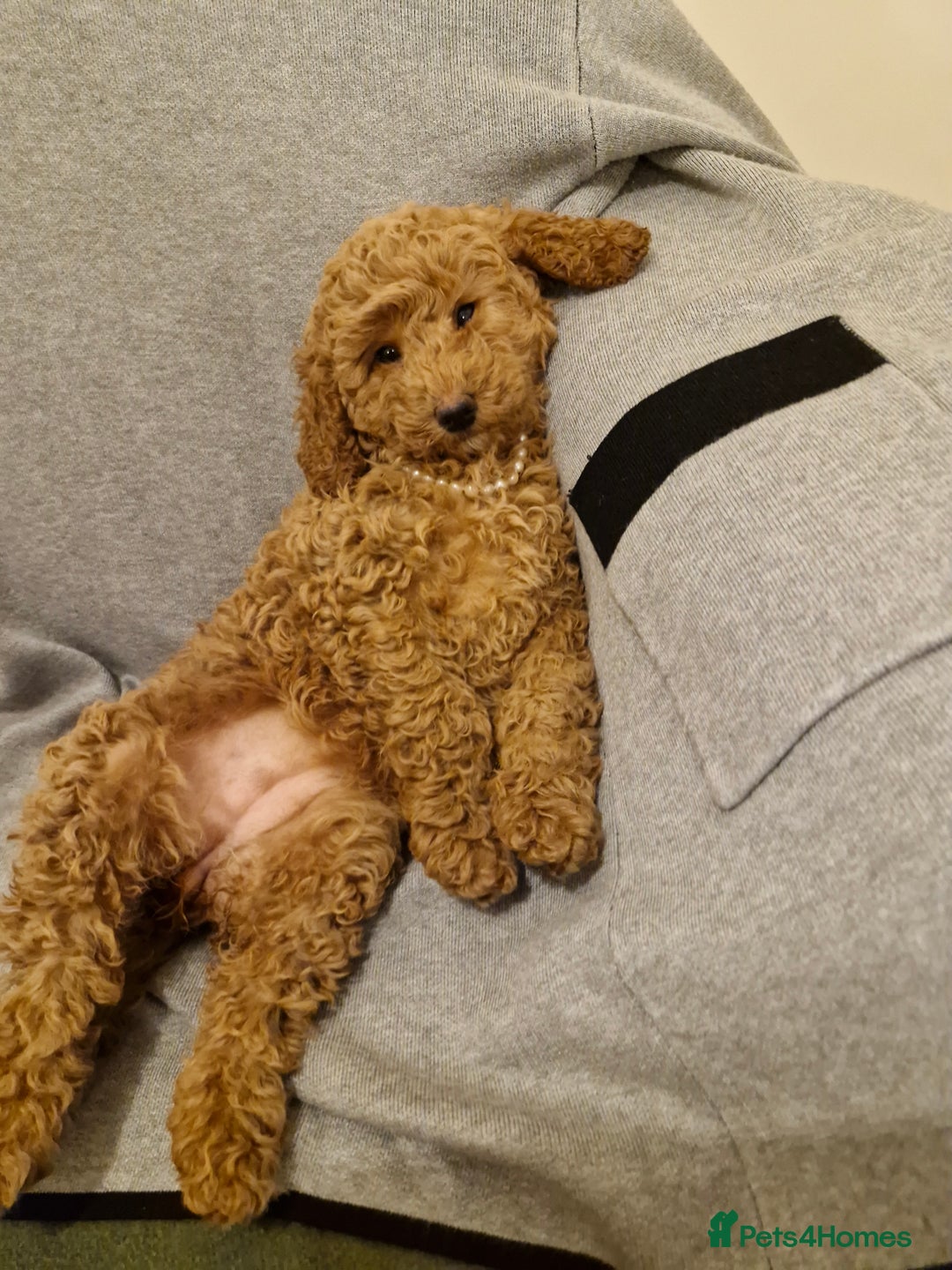 Miniature Poodle dogs for sale: READY NOW Red Minature Poodle Pups for sale. - Advert 19