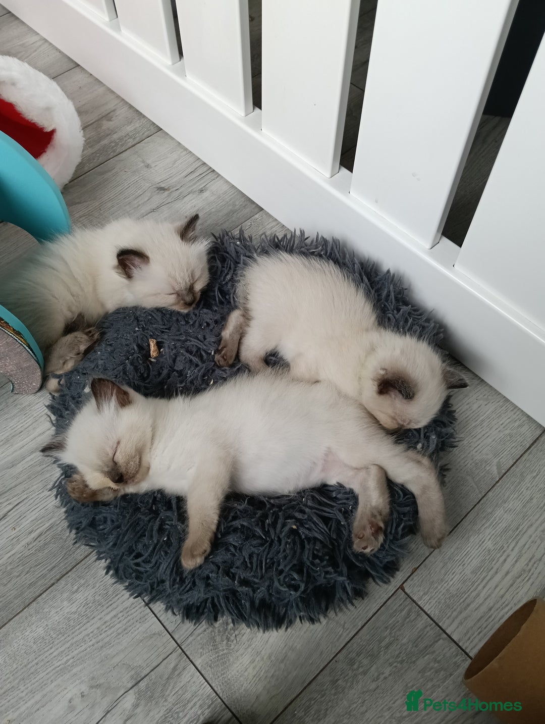 Ragdoll cats for sale: GCCF registered pedigree ragdoll kittens  - Advert 17
