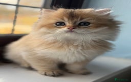 British Shorthair cats for sale: 🌟Adorable Pure BSH 5 kittens 🌟 - Image 16