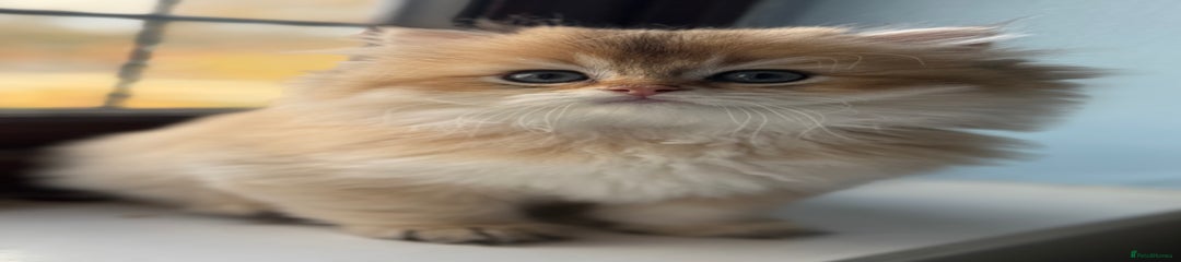 British longhair Kitten 1