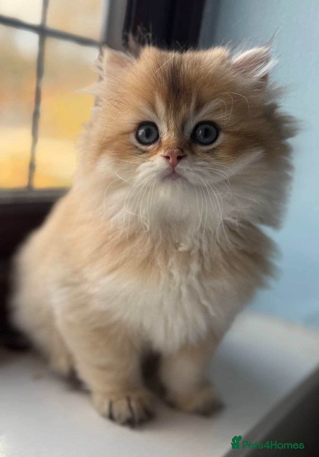 British Shorthair cats for sale: 🌟Adorable Pure BSH 5 kittens 🌟 - Image 16