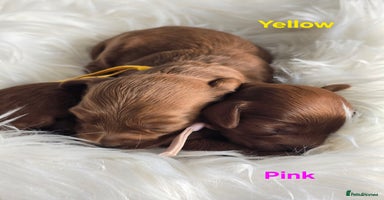 Cavapoo dogs - Advert 10