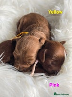 Cavapoo dogs - Advert 2
