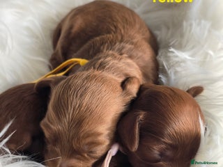 Cavapoo dogs - Advert 7