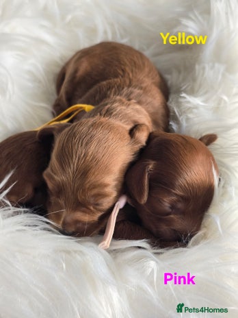 Cavapoo dogs - Advert 11