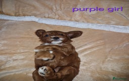 Cavapoo dogs for sale: Beautiful F1 cavapoo puppies - Image 9