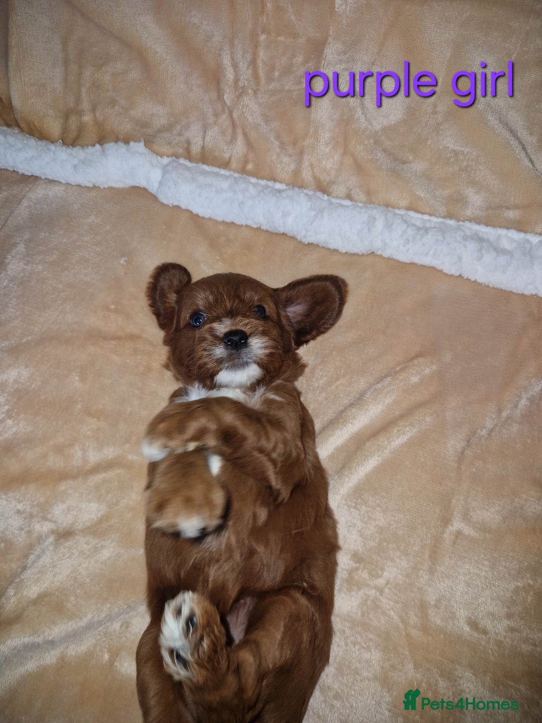 Cavapoo dogs for sale: Beautiful F1 cavapoo puppies - Image 9