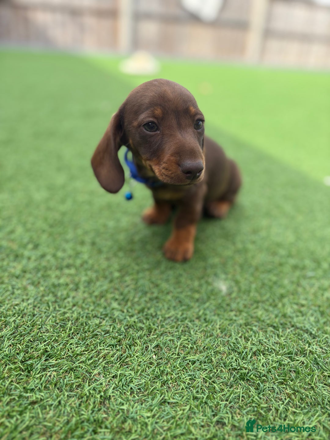 Miniature Dachshund dogs for sale: MINITURE DACHSHUNDS  - Image 15