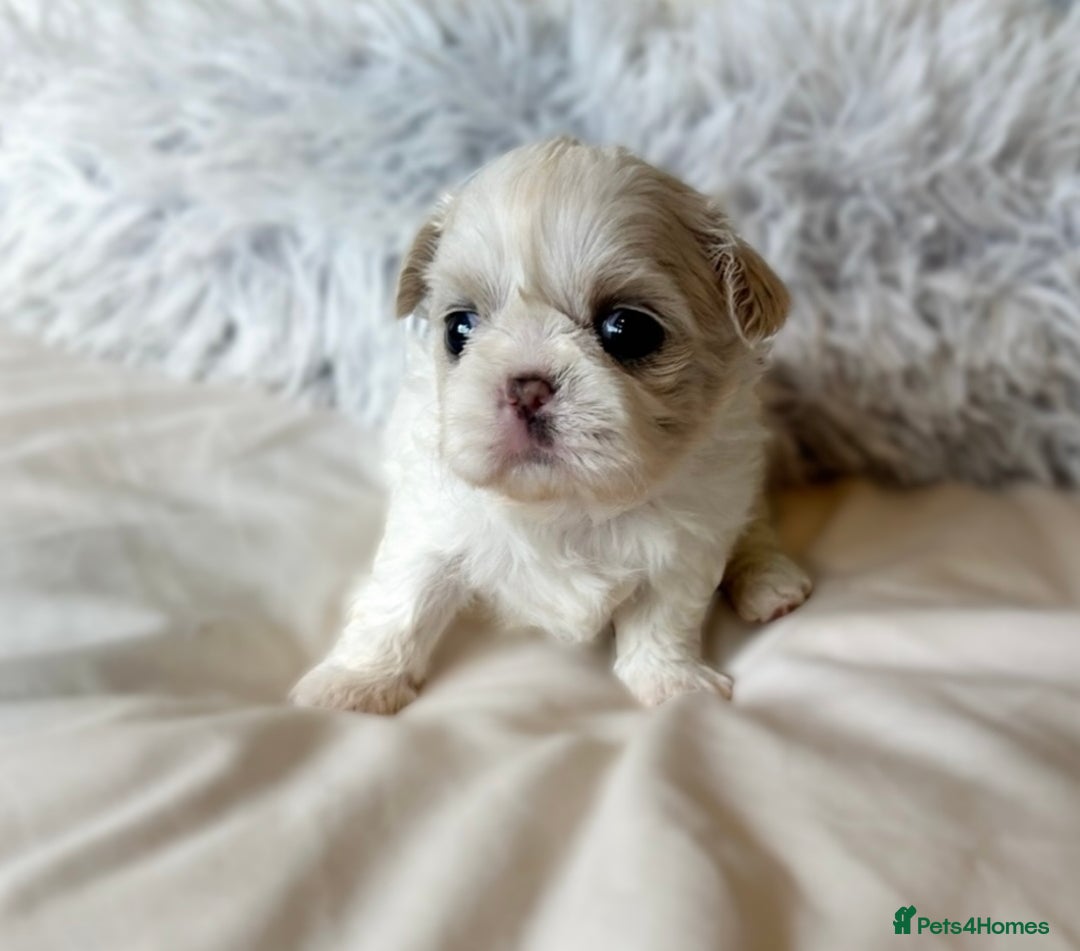 Shih Tzu dogs for sale: ✨✨Stunning Imperial puppies ✨✨ - Image 7
