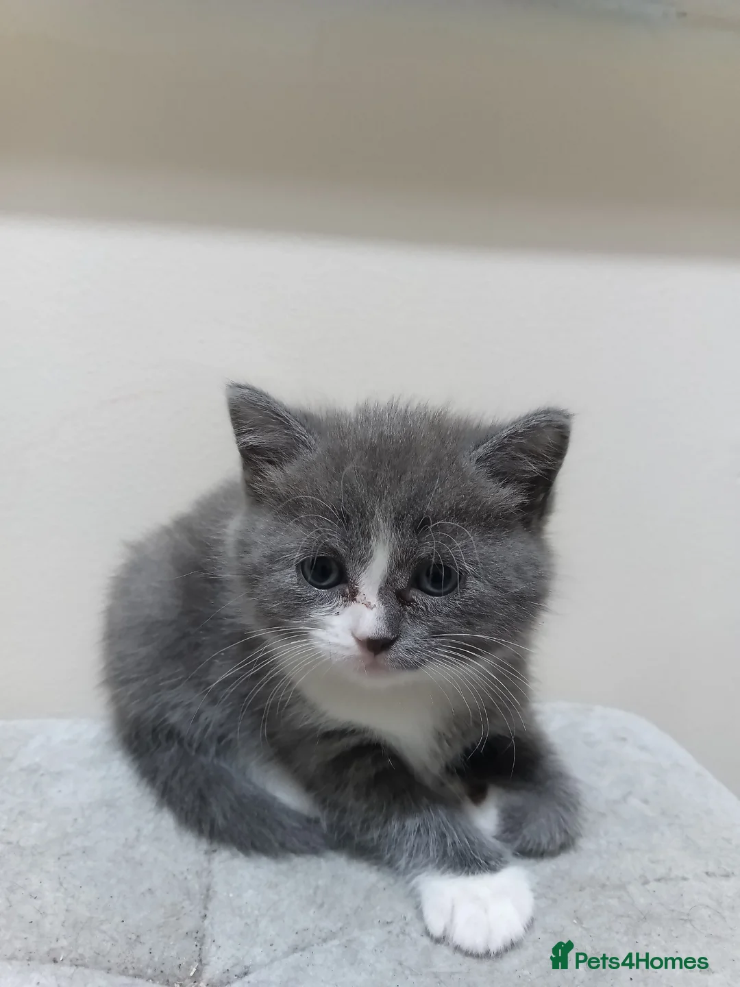 Persian cats for sale: Fluffy Persian Gray kittens looking for their home in Liverpool - Advert 2