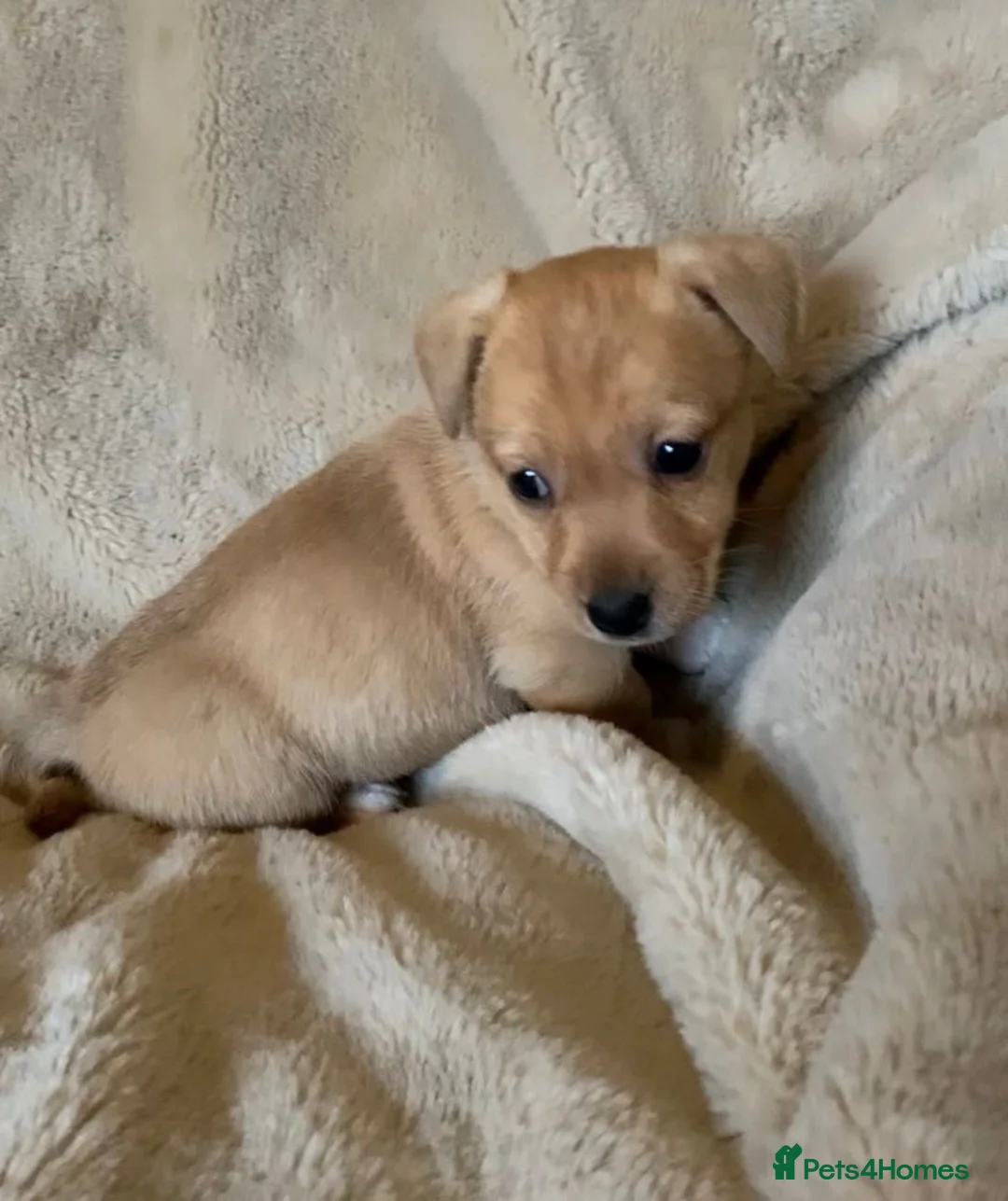 Jack Russell dogs for sale: Exceptional unusual coloured mini JR puppies - Advert 10