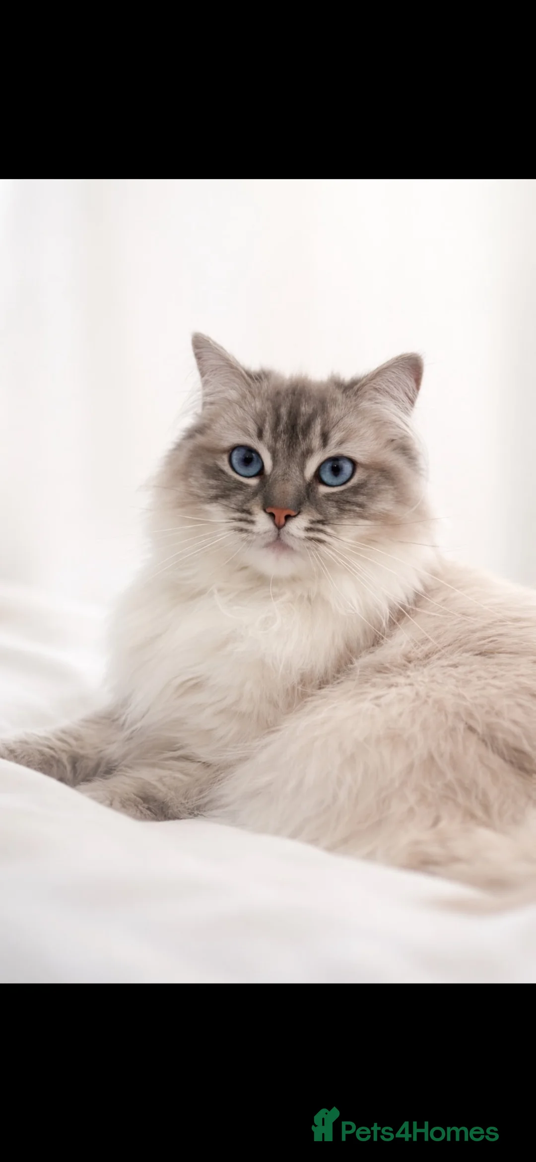 Ragdoll cats for sale: Beautiful boy ragdoll for sale  - Advert 7