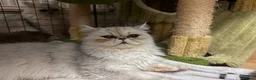 Persian cats for sale: Stunning Persian chinchilla kittens  - Advert 22