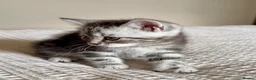 Persian cats for sale: READY TO LEAVE - Persian Kittens  - Advert 12