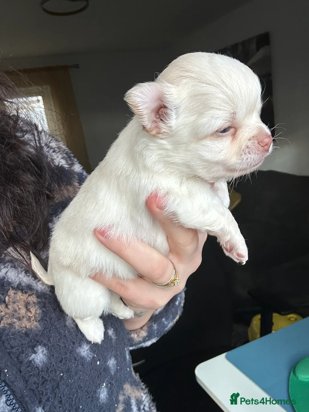 Chihuahua dogs for sale: 🥰Gorgeous Long-Coat chihuahua puppies  - Advert 11