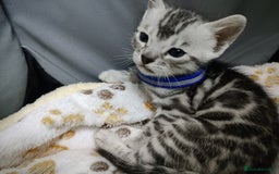 Bengal cats for sale: Tica Active silver Bengal boy for sale  - Image 6
