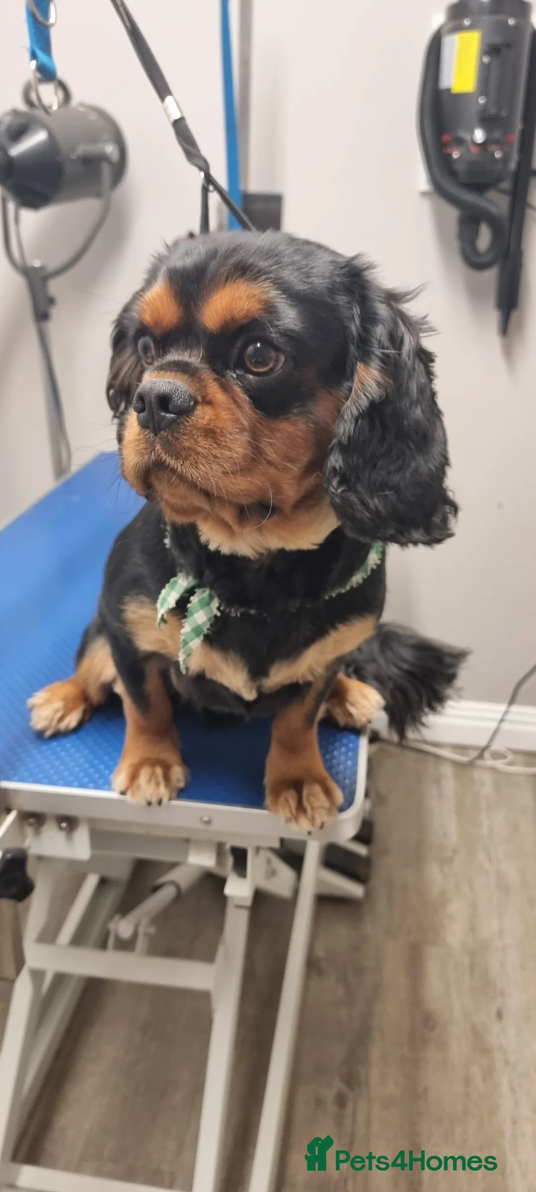 Cavalier King Charles Spaniel dogs for stud: Stud only in Doncaster - Advert 4