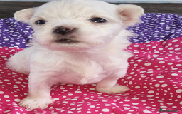 Maltese dogs for sale: 1 Amazing Maltese pup available  - Image 1