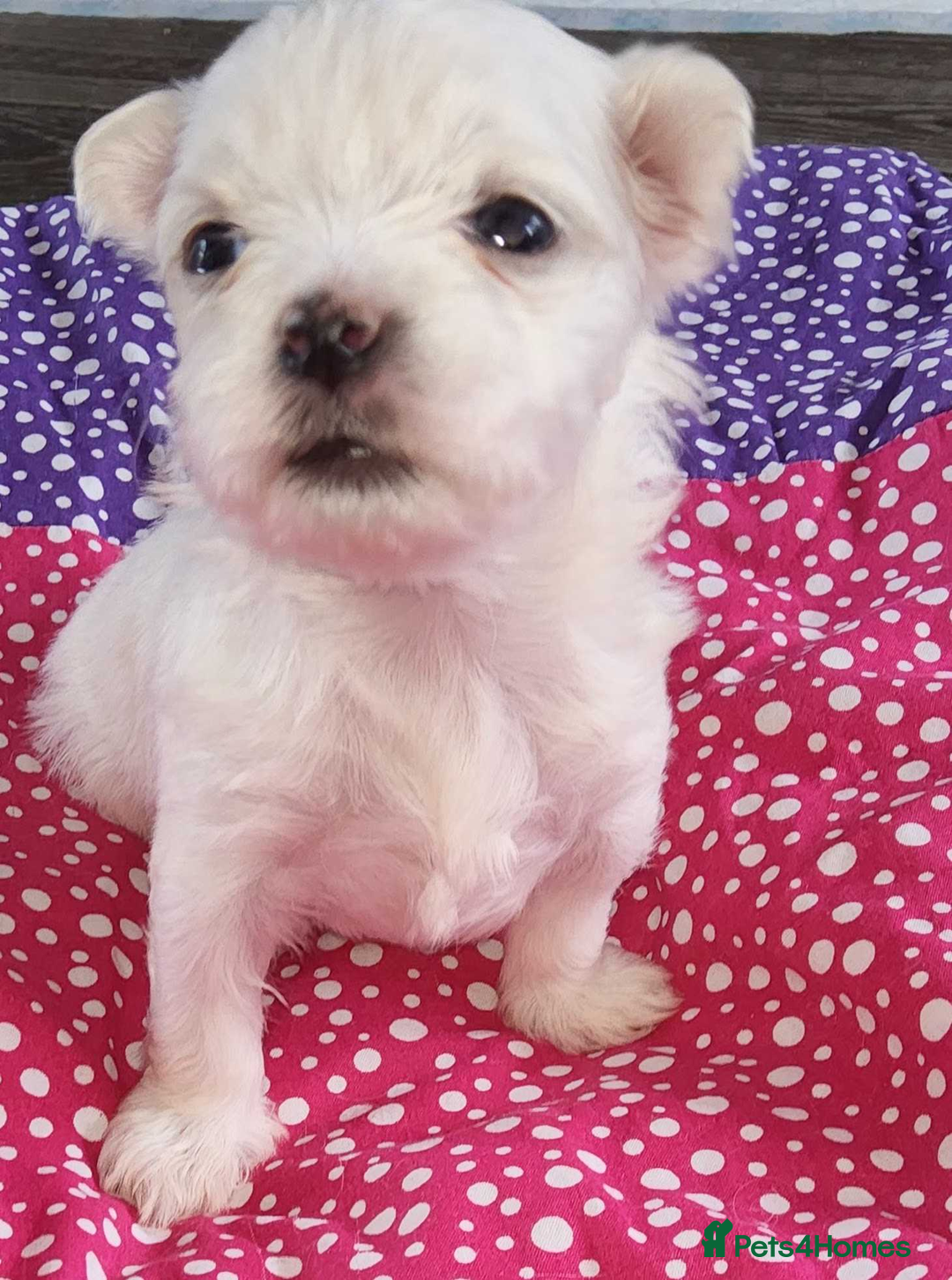 Maltese dogs for sale: 1 Amazing Maltese pup available  - Image 1