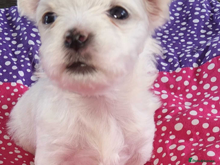 Maltese dogs - Advert 9