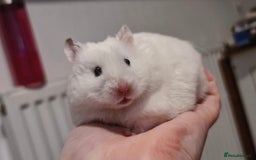 Hamster rodents for sale: Baby hamsters  - Image 3